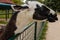 Castolovice, Czech Republic, 11 September 2021: Lama piercing his head through the fence, Life on the farm, white and black Animal