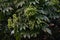 Castor aralia (Kalopanax septemlobus) berries. Ranunculaceae deciduous tree.