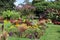 Castor, Azalea, petunia and other garden flowers create a harmonious landscape