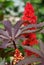 Castor bean. close up .Ricinus