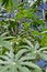 Castor bean fruits, Ricinus communis, on tree, Rio