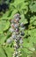 Castor bean fruits, Ricinus communis, on tree, Rio