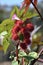 Castor Bean Plant Fruit