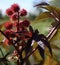 Castor Bean Plant Fruit