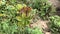 Castor Bean Sapling [Ricinus Communis] Grows From Mud 4K 30 fps