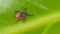 Castor bean tick on natural green background. Ixodes ricinus or scapularis