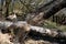 Castor fiber beaver european felling trees by biting gnawing teeth trunks eats tree bark and also builds dikes where stump fallen