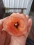 Castor flower in my hand