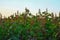 Castor fruits on tree in the garden,raw green castor plants,castor plants at indian farm,summer castor plants view