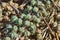 castor green plants view,Seed pods of castor oil plant (Ricinus communis),Green castor seeds - Ricinus communis