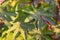 castor leaf,castor plants green leaves,close up view of castor leaves plants