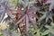 Castor oil plant Carmencita