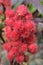 Castor oil plant Carmencita Bright Red