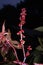 Castor oil plant with red prickly fruits on a dark background.