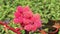 Castor oil plant with red prickly fruits on nature background.