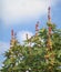 Castor oil plant. Ricinus Communis.