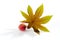 Castor oil plant, Ricinus communis, medical plant