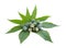 Castor oil plant on white background