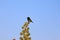 castor plants on top black Bird,castor oil plants beautiful view,black Bird on castor plants,natural hair herbs castor