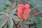 Castor. Ricinus. Ricinus arborescens. Decorative plant