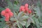 Castor. Ricinus. Ricinus arborescens. Decorative plant