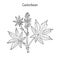 Castorbean, or Castor-oil-plant Ricinus communis , medicinal plant