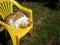Castrated red-haired white fluffy cat sits on a yellow chair and looks down. Place for your text. Summer, a clear good day