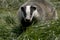 Casual meeting with a badger