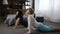 Casual sporty women in upward facing dog position