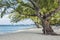 Casuarina Pine Trees on Seven Mile Beach