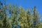 Casuarina trees over blue sky