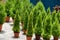 Casuarina trees in the pot Rhu tree