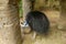 Casuarius eating fruit in bird park, Bali, Indonesia