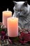 Cat  admires  an advent wreath with pink glowing candles