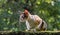 A cat in alert position on a wall