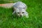 The cat ambush prey on grass