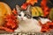 Cat amongst autumn leaves