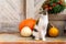 Cat with amputated leg sitting in front of front door decorated with pumpkins. Front Porch decorated for Thanksgiving.