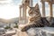 Cat in ancient Greece befriends philosophers, pouncing on wisdom and inspiring deep thinking with its enigmatic gaze illustration