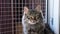 cat in an animal shelter, cute cat in a cage is waiting for a new owner and friend