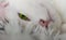 Cat animals friend love green eye look white cat home cats