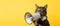 Cat announcing using megaphone. Notifying, warning, announcement