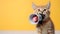 Cat announcing using megaphone. Notifying, warning, announcement