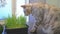 A cat with an appetite eats grass from a pot. Sprouted oats for the health of pets. Silver spotted Bengal cat at home.