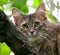 Cat in an apple tree