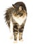 Cat arching back, on white background