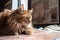 cat with architect's eye view, observing intricate and beautiful building plans