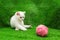 Cat on artificially grown green grass