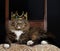 Cat as Royalty