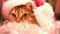Cat as Santa Claus in cap and christmas tinsel. HD
